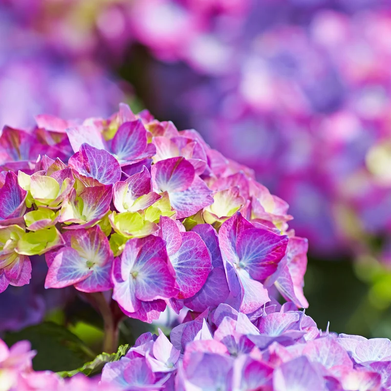 Bauernhortensie 'Diva Fiore®'