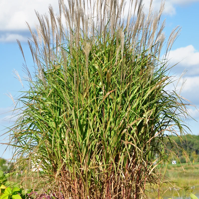 Chinaschilf 'Purpurascens'