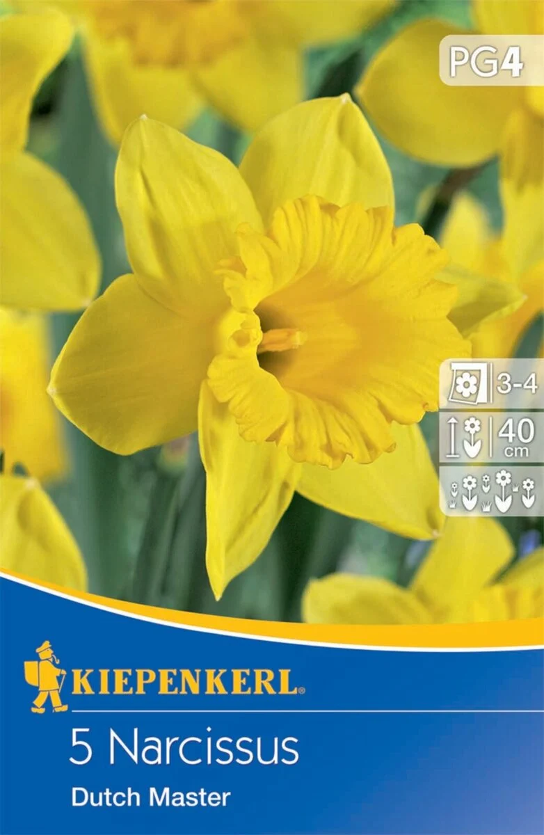 Kiepenkerl Narzisse 'Dutch Master'