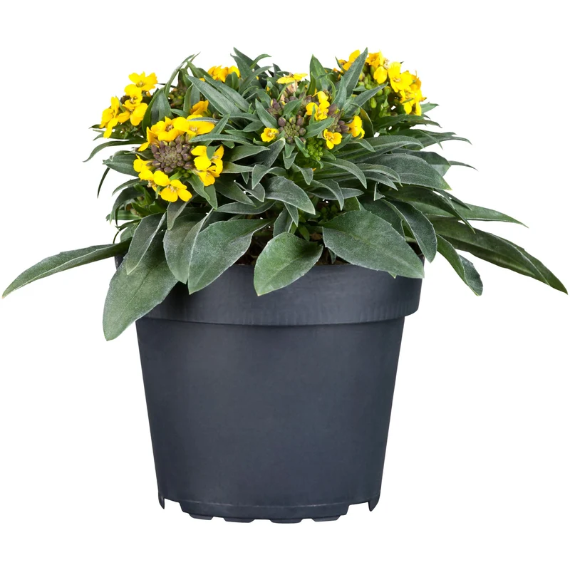 Garten-Goldlack 'Canaries'