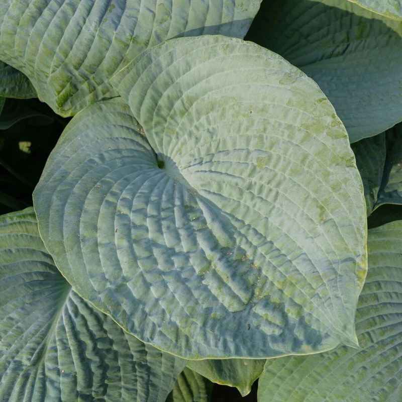 Große Blaublatt-Funkie 'Elegans'
