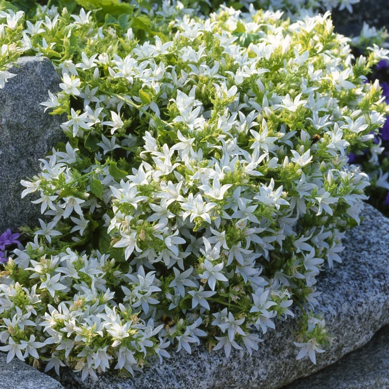 Polster-Glockenblume