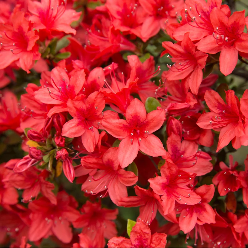 Sommergrüne Azalee 'Nabucco'