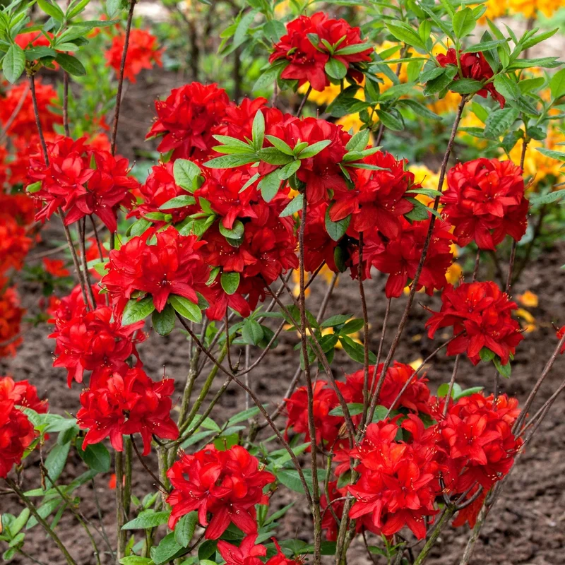Sommergrüne Azalee 'Nabucco'