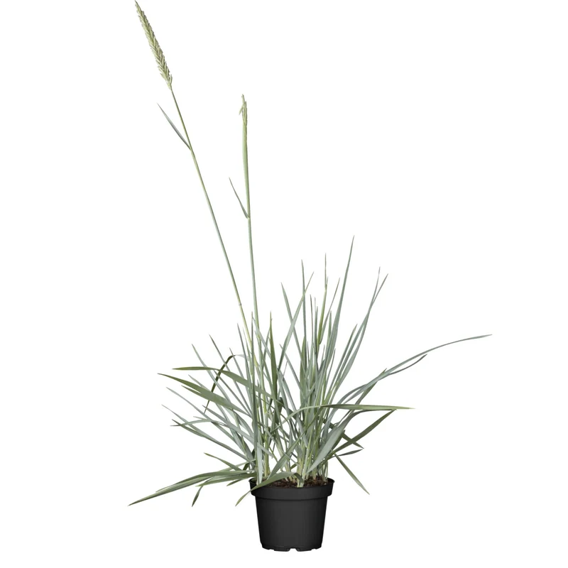 Strandroggen 'Blue Dune'
