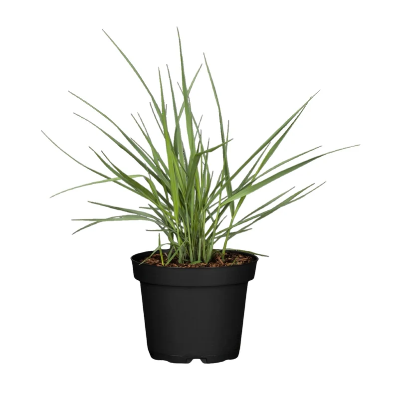 Rutenhirse 'Prairie Sky'
