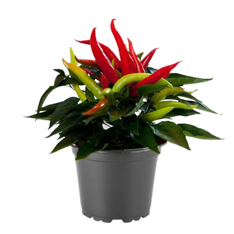 Zierpaprika 'Cupala'