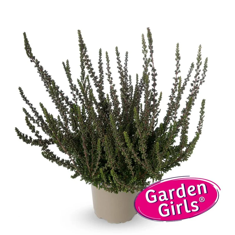 Besenheide 'Sunset Zalina Gardengirls®'