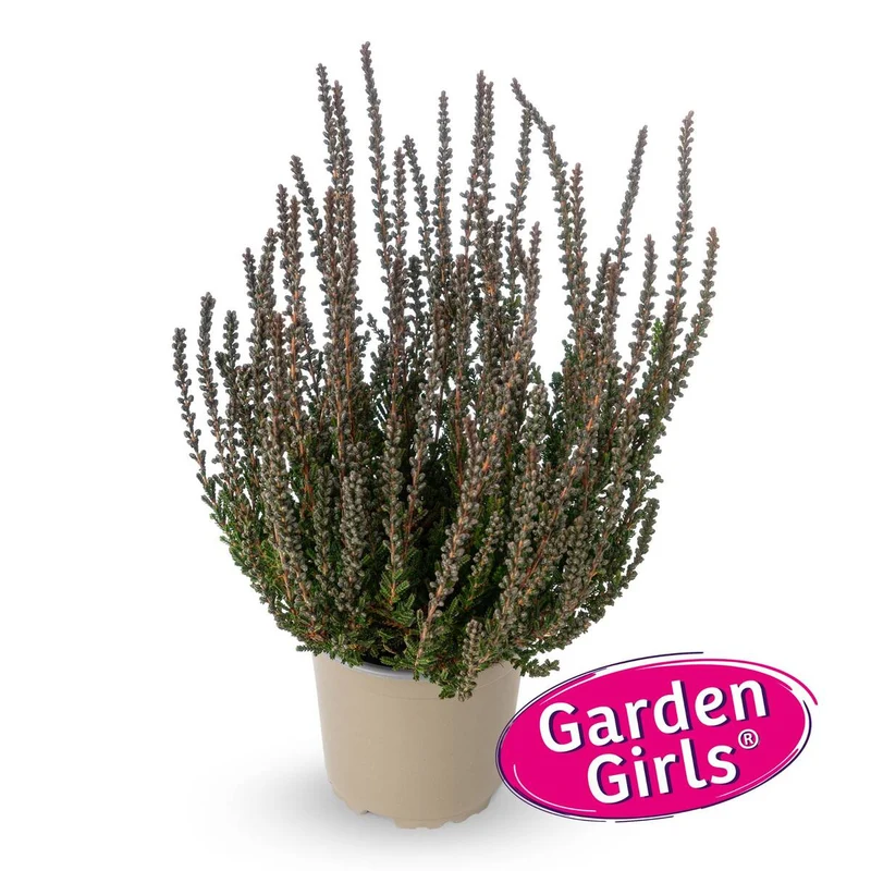 Besenheide 'Sunset Zulu Gardengirls®'