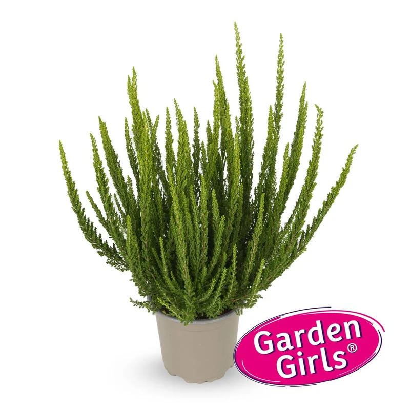 Besenheide 'Sunset Zelia Gardengirls®'