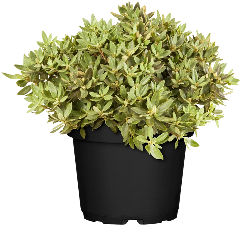 Rhododendron 'Buchlovice'