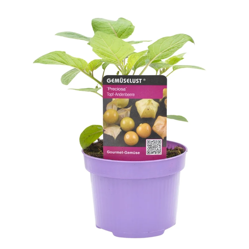 Physalis 'Preciosa'