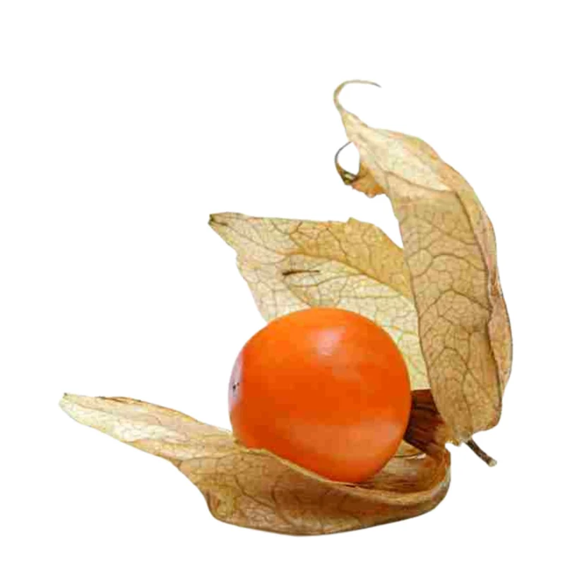 Physalis 'Preciosa'