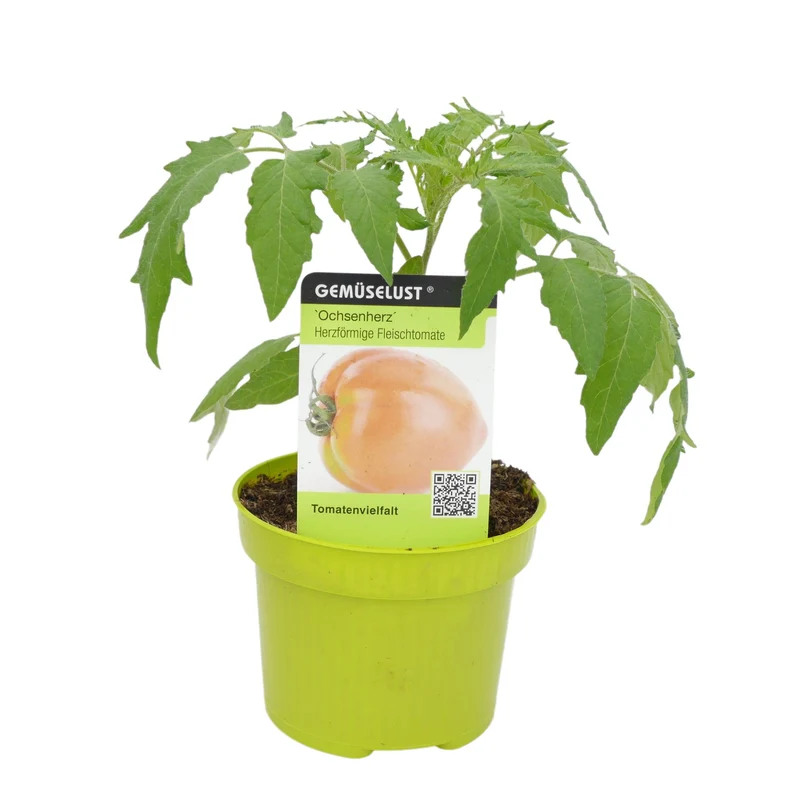 Tomate 'Ochsenherz'