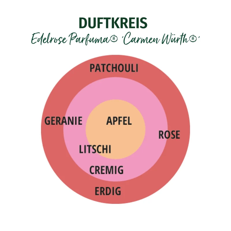 Parfuma® Edelrose 'Carmen Würth®'