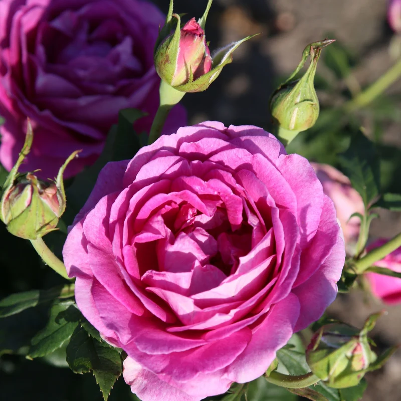 Parfuma® Edelrose 'Carmen Würth®'