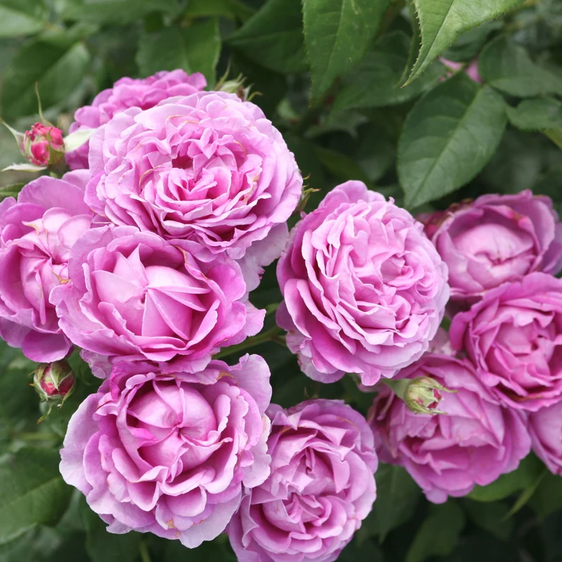 Parfuma® Edelrose 'Carmen Würth®'