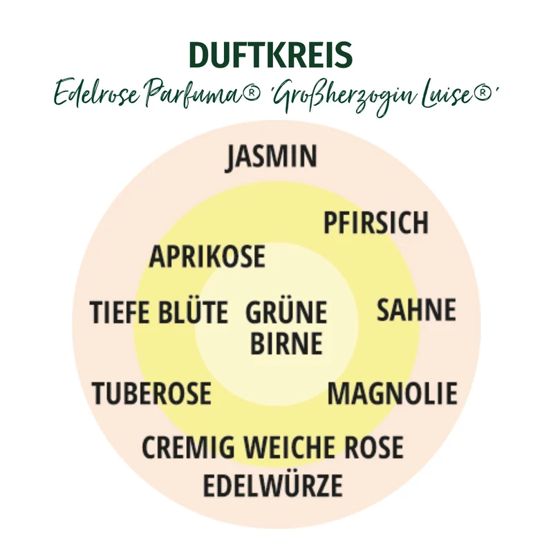 Parfuma® Edelrose 'Großherzogin Luise®'