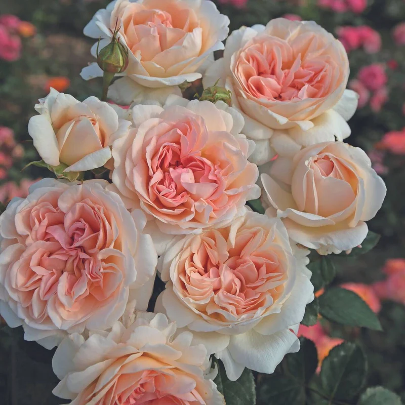 Parfuma® Edelrose 'Großherzogin Luise®'