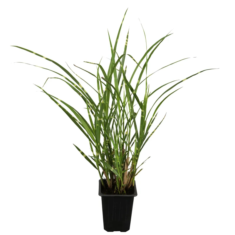 Zebra-Chinaschilf 'Zebrinus'
