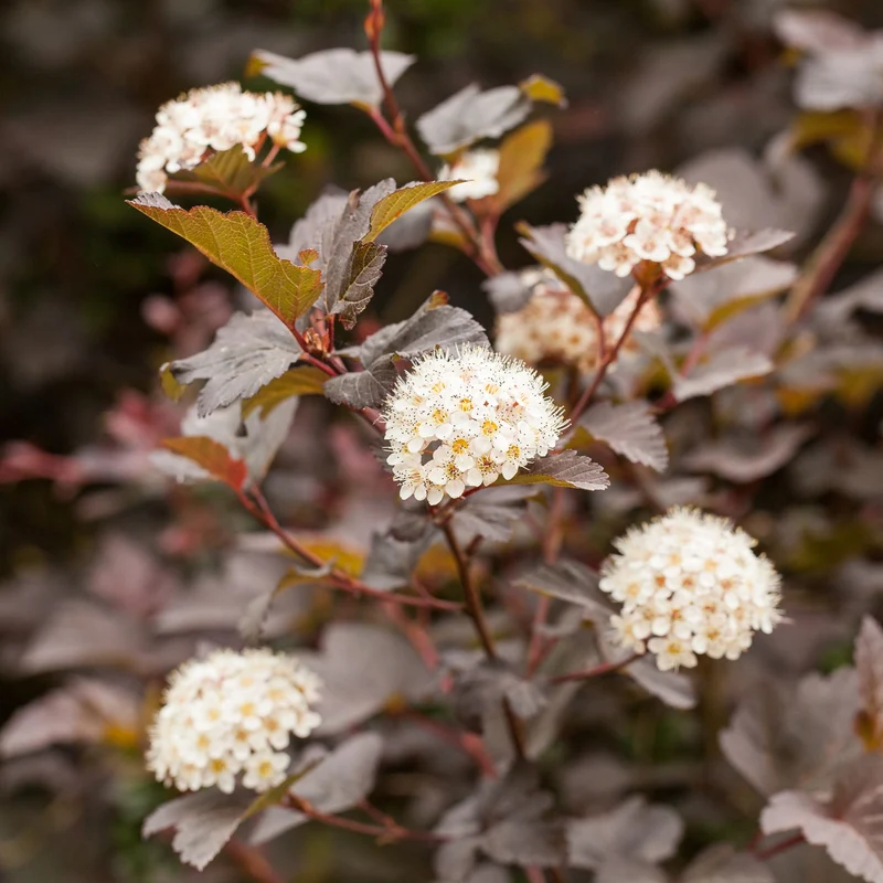 Blasenspiere 'Diabolo®'