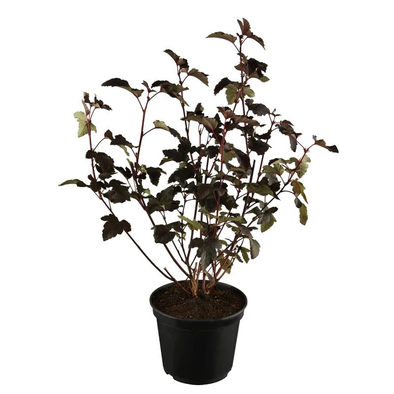 Blasenspiere 'Diabolo®'