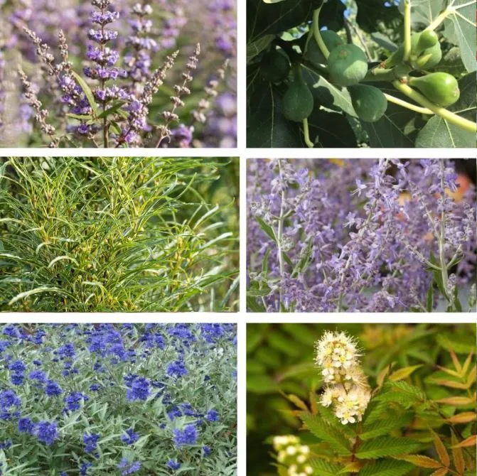 Trockenheits- & hitzefeste Blühhecke für Bienen, 6 Pflanzen