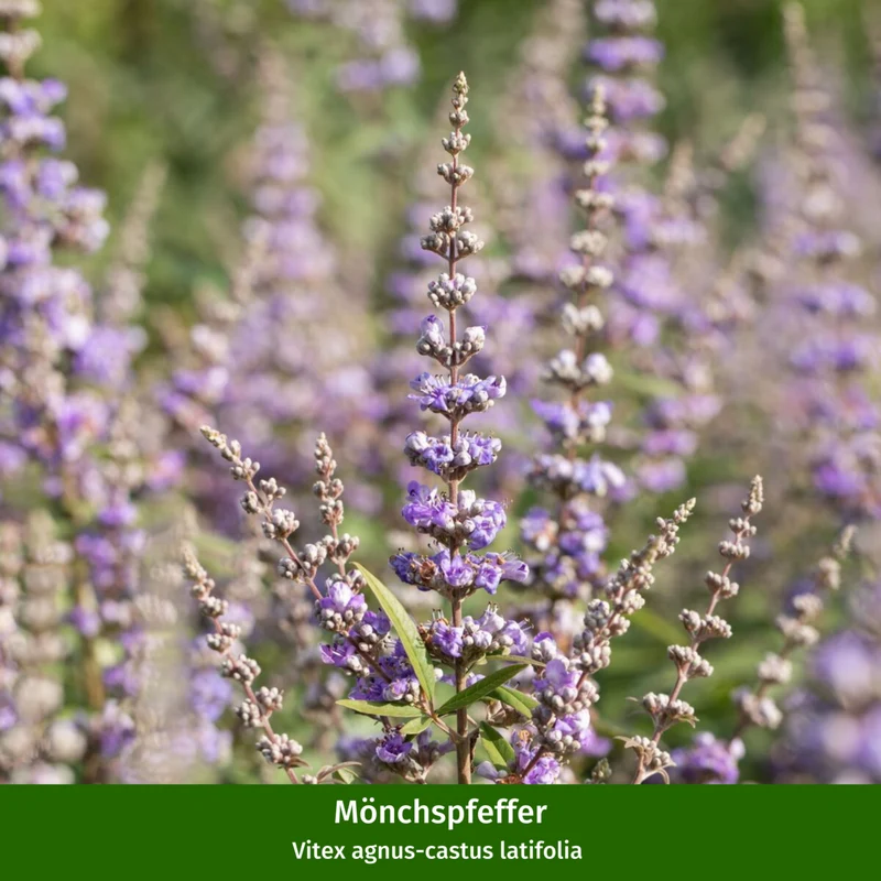 Trockenheits- & hitzefeste Blühhecke für Bienen, 6 Pflanzen