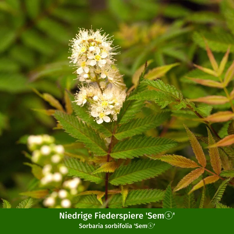 Trockenheits- & hitzefeste Blühhecke für Bienen, 6 Pflanzen