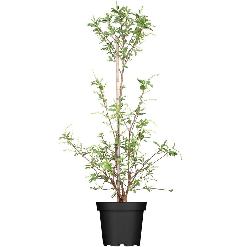 Prunkspiere 'Niagara'