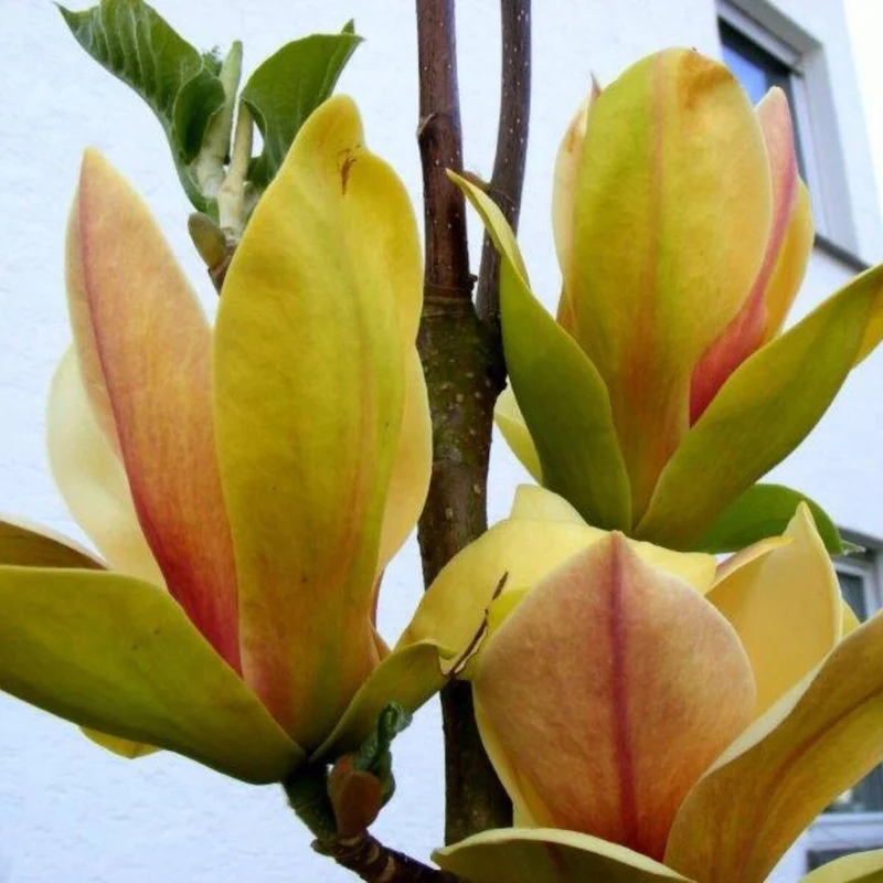 Magnolie 'Sunsation'