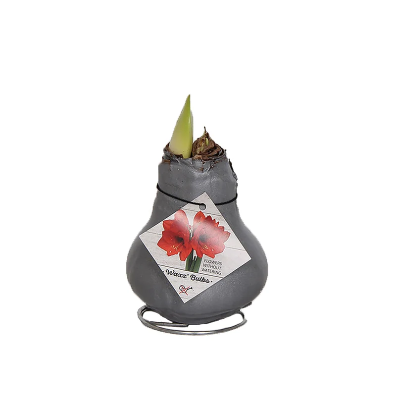 Wachs-Amaryllis