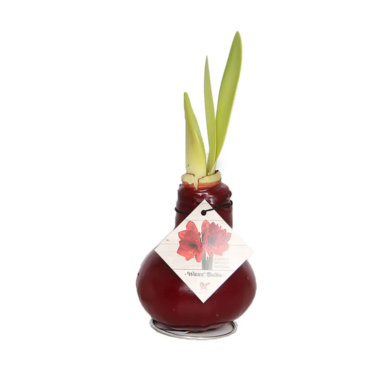 Wachs-Amaryllis