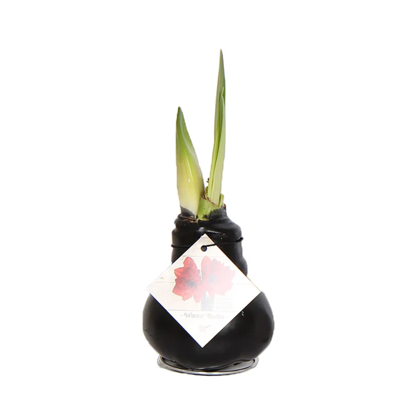 Wachs-Amaryllis