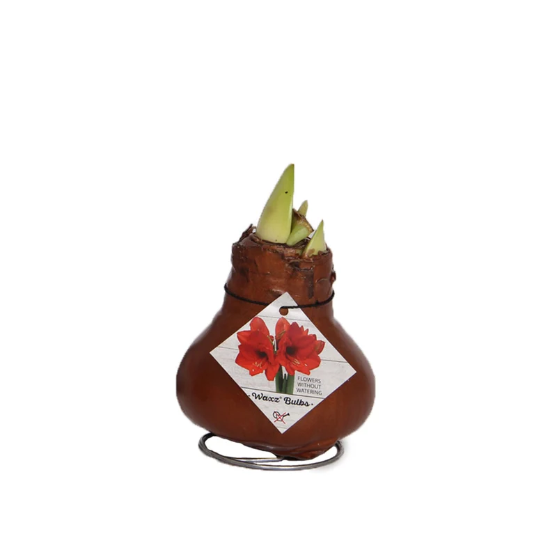 Wachs-Amaryllis
