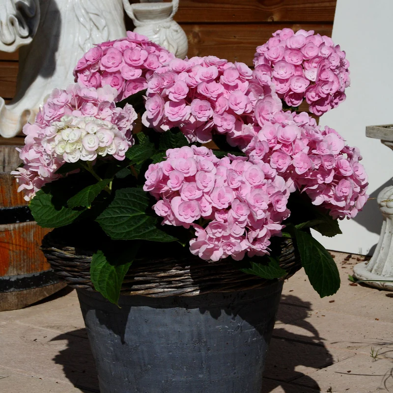 Bauernhortensien-Set, 3 Pflanzen