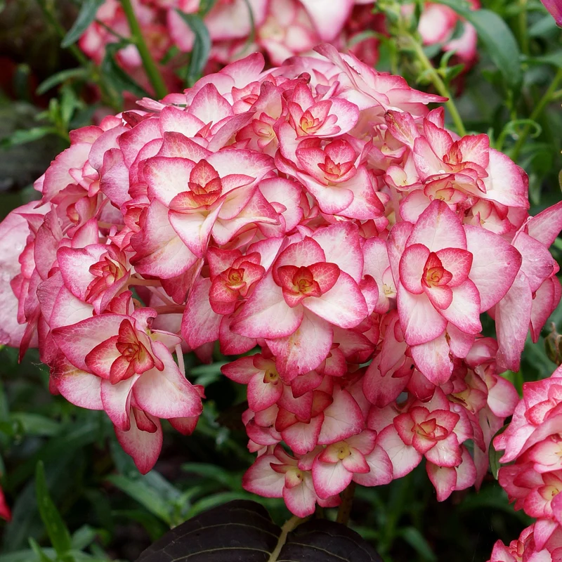 Bauernhortensie 'Miss Saori®'