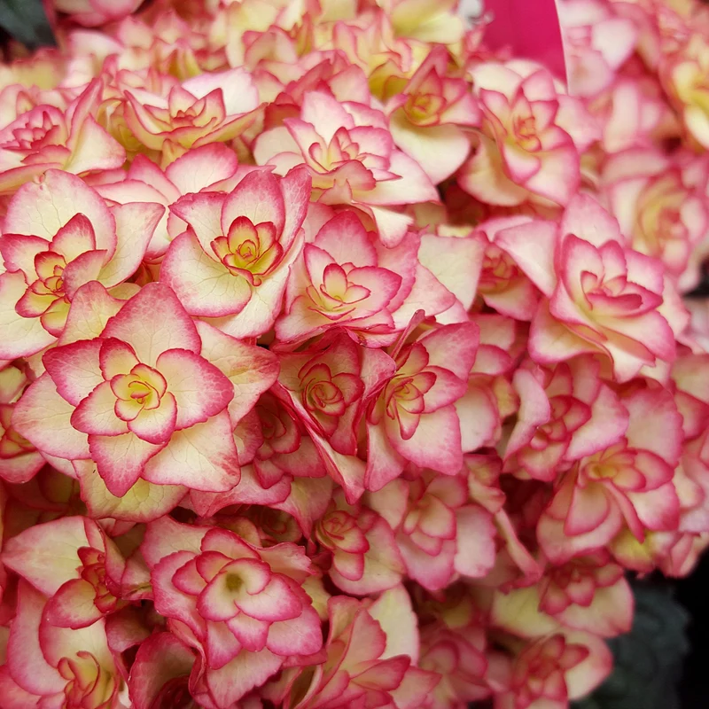Bauernhortensie 'Miss Saori®'