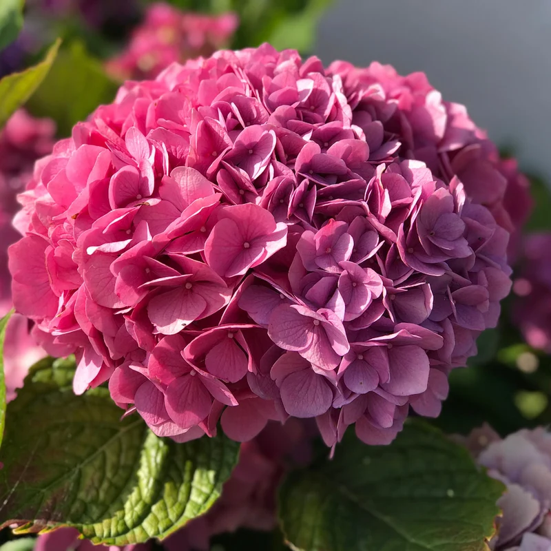 Bauernhortensie 'Intense Seduction®'