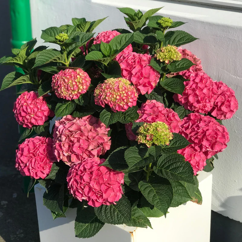 Bauernhortensie 'Intense Seduction®'