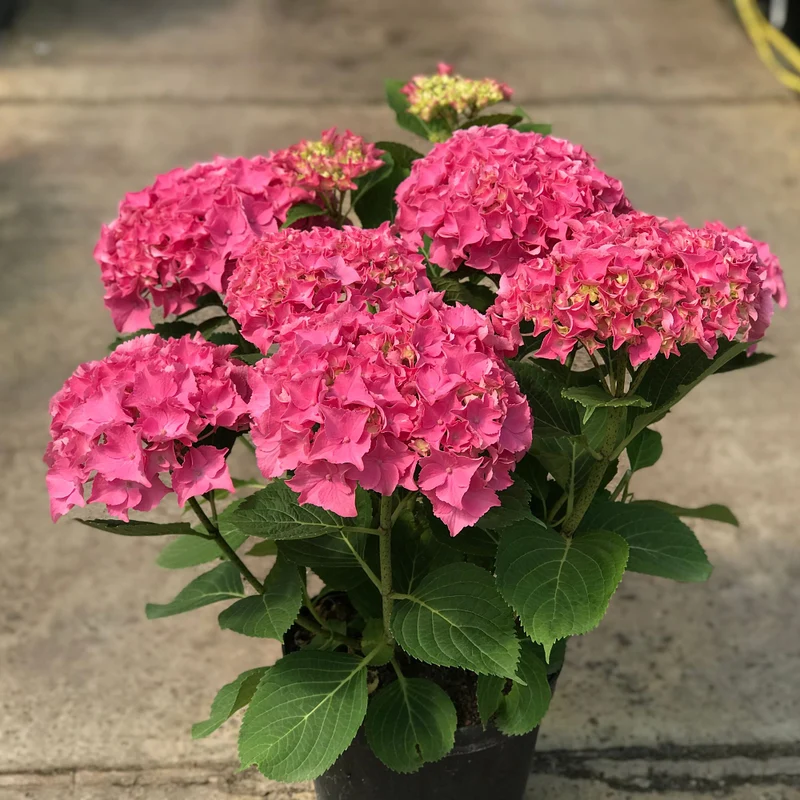 Bauernhortensie 'Rubis Seduction®'