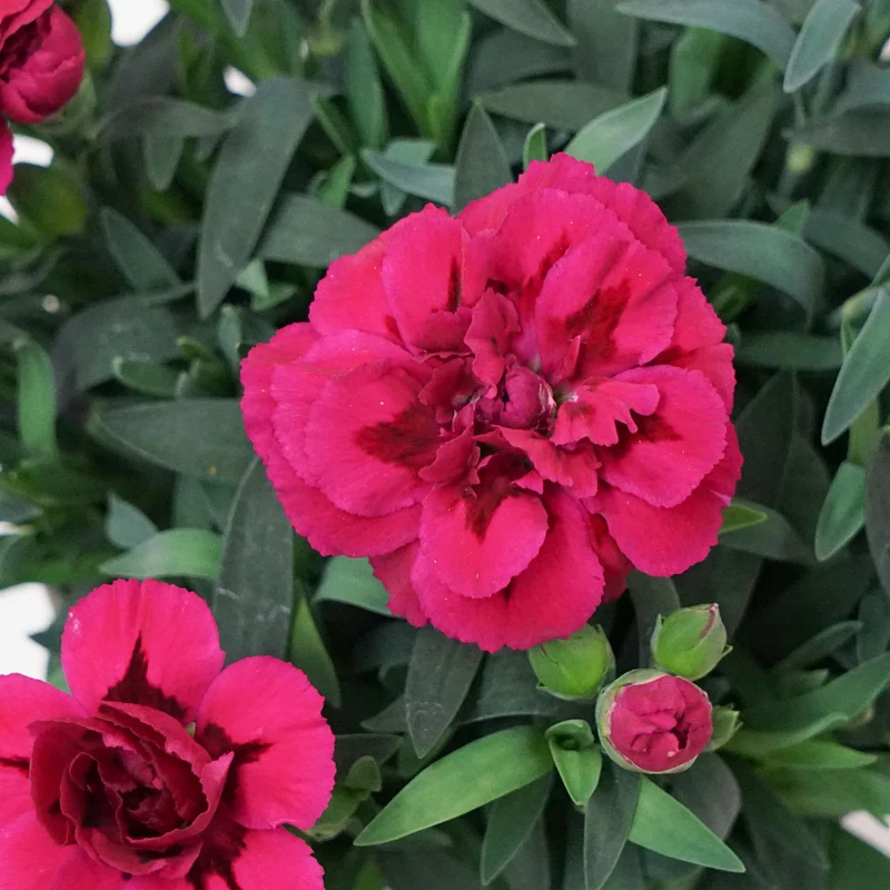Gartennelke 'Oscar®'