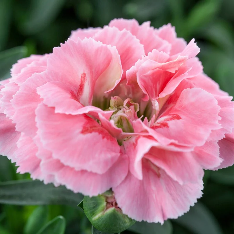 Gartennelke 'Oscar®'