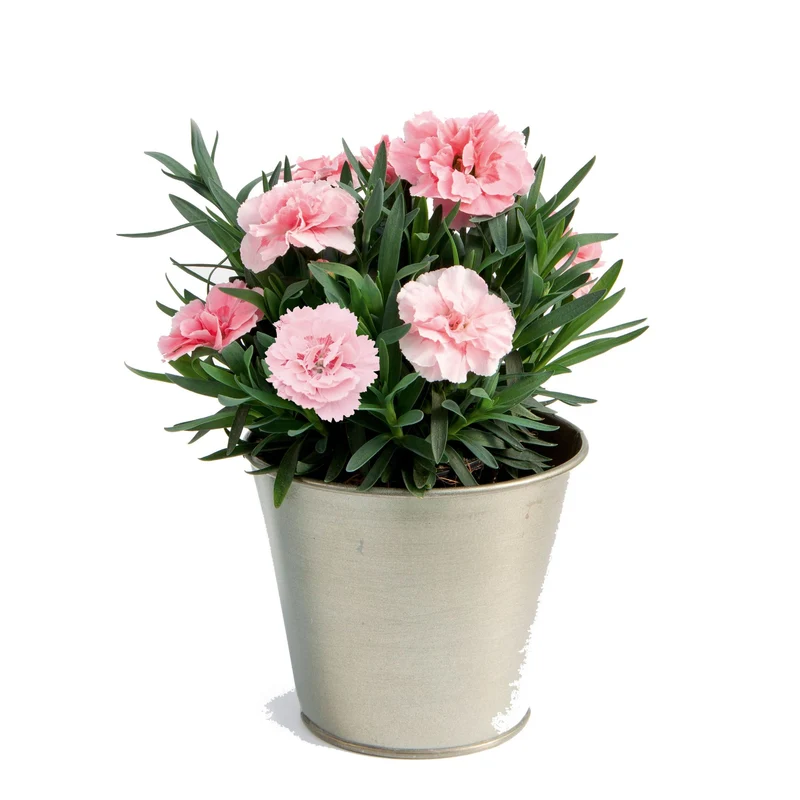 Gartennelke 'Oscar®'