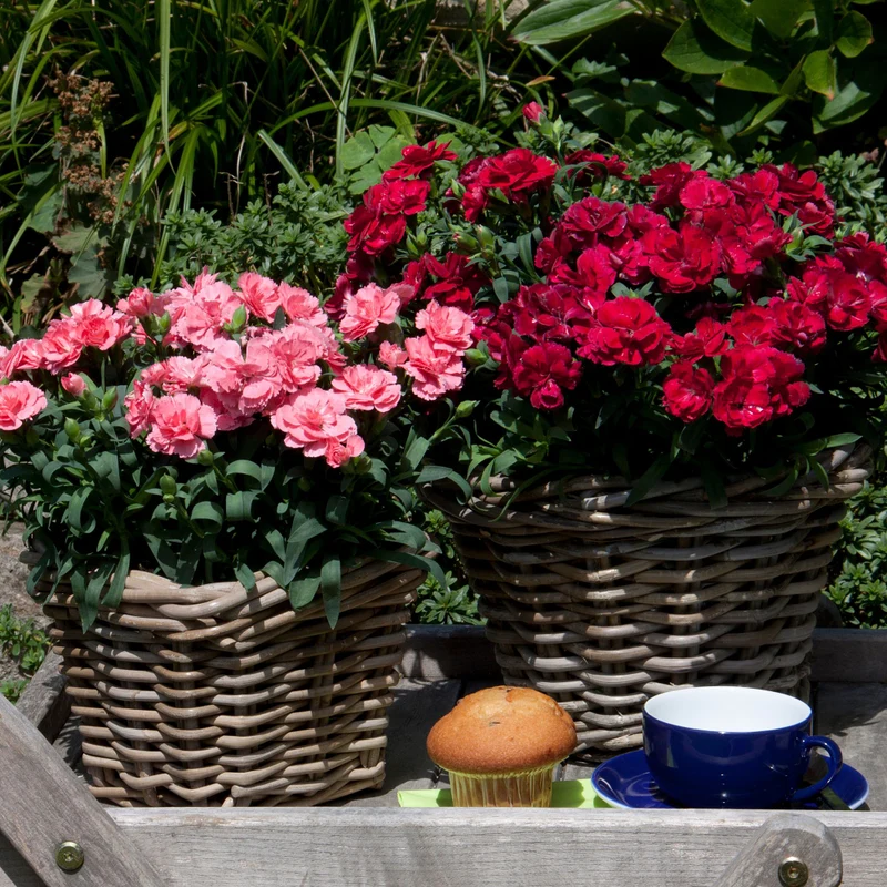 Gartennelke 'Oscar®'