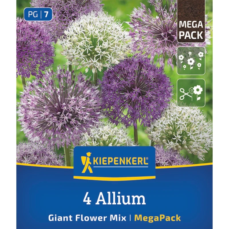 Kiepenkerl Zierlauch "Großblumige Mischung", Mega-Pack