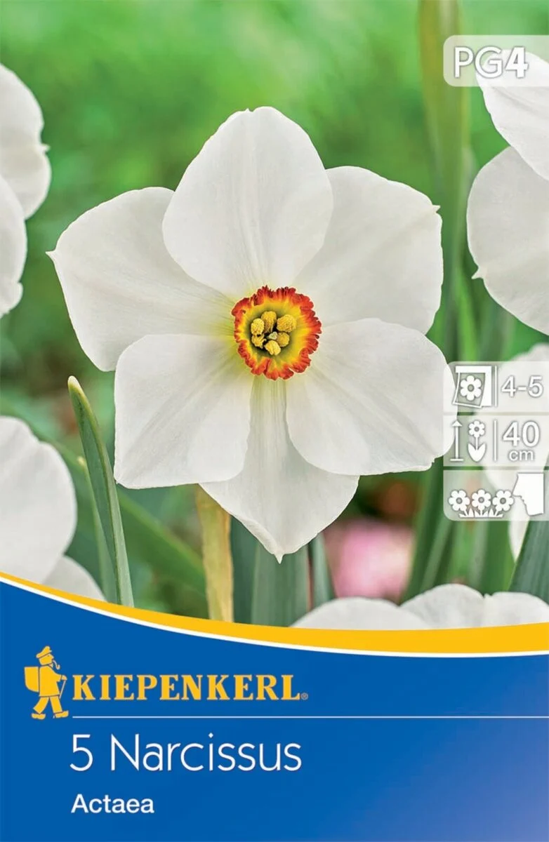 Kiepenkerl Dichternarzisse 'Actaea'