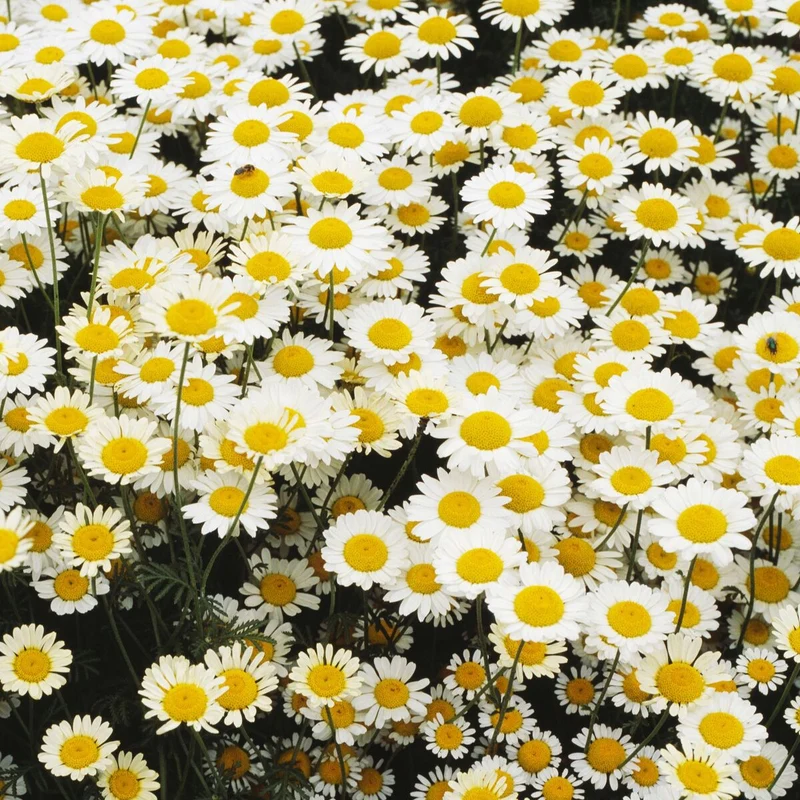 Färberkamille 'Alba'