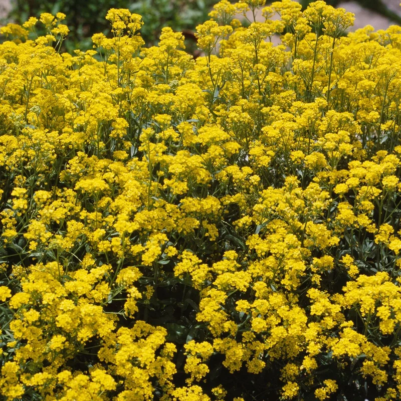 Felsen-Steinkraut 'Goldkugel'
