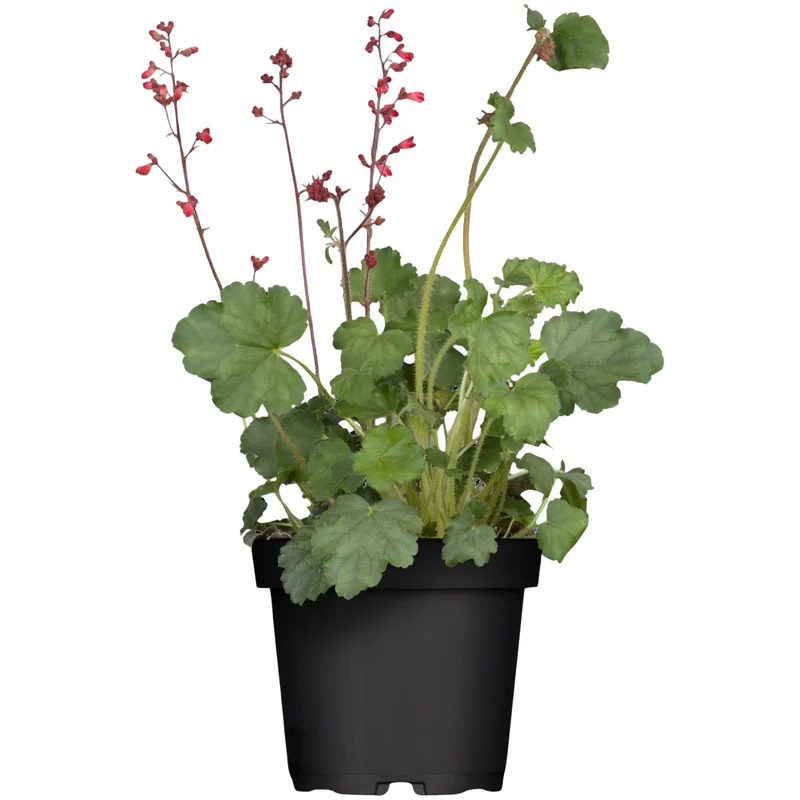Purpurglöckchen 'Splendens'